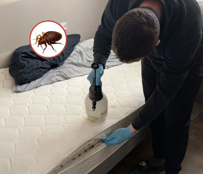 Technicien traitant un matelas contre les punaises de lit à Sartrouville